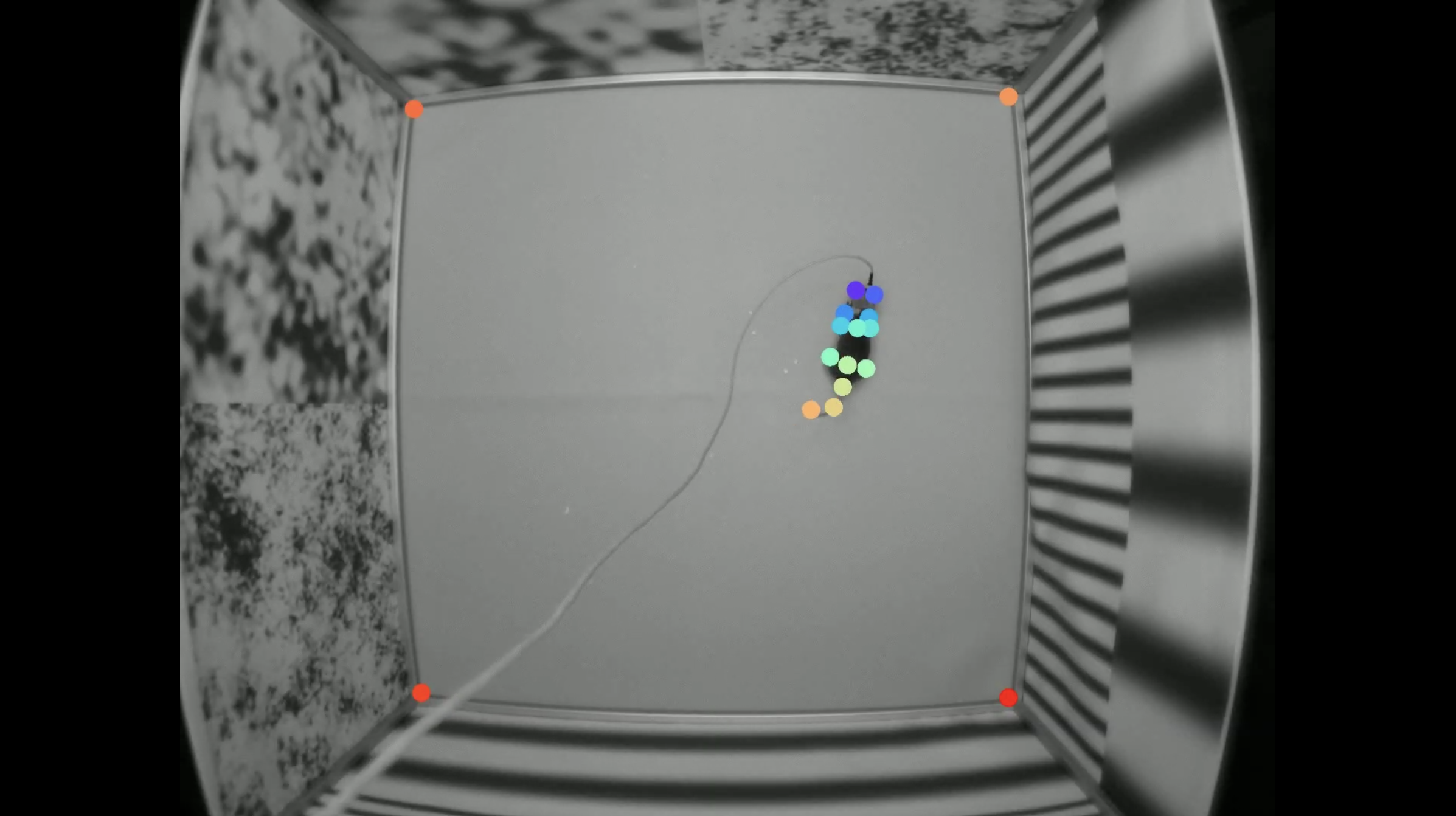Freely Moving Mice Behavior