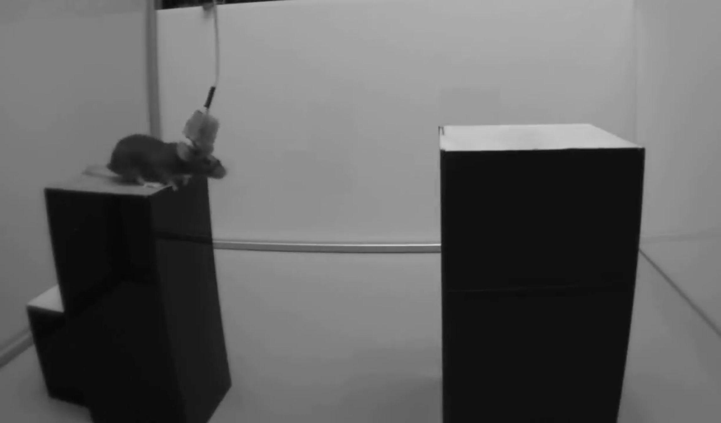 Distance Estimation Jumping Experiments
